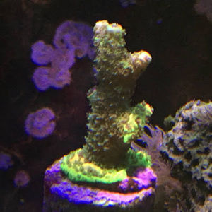 Meet your Posher, Smoky mt